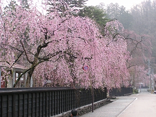 桜並木