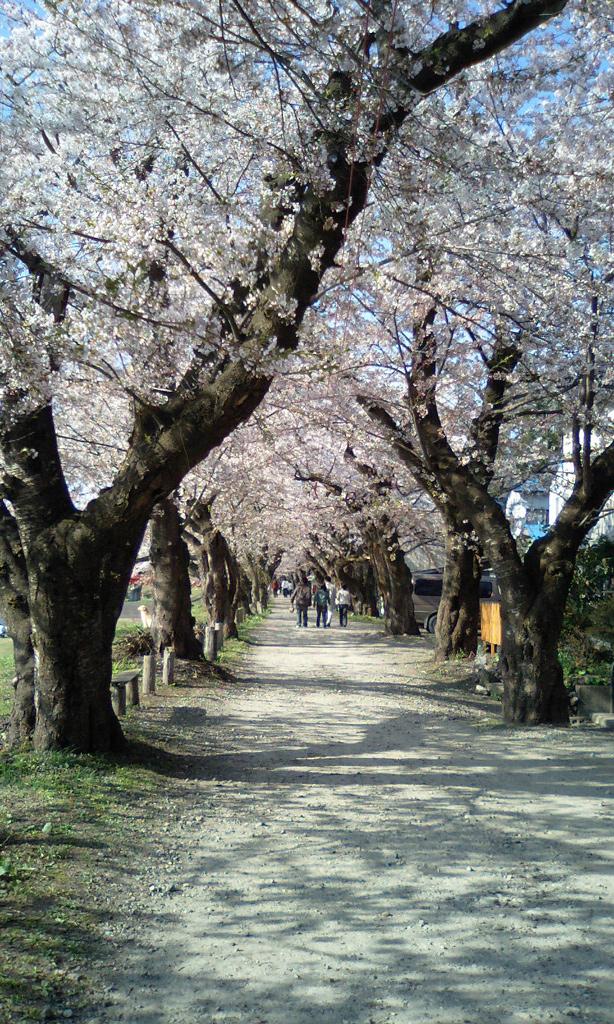 桜のトンネル